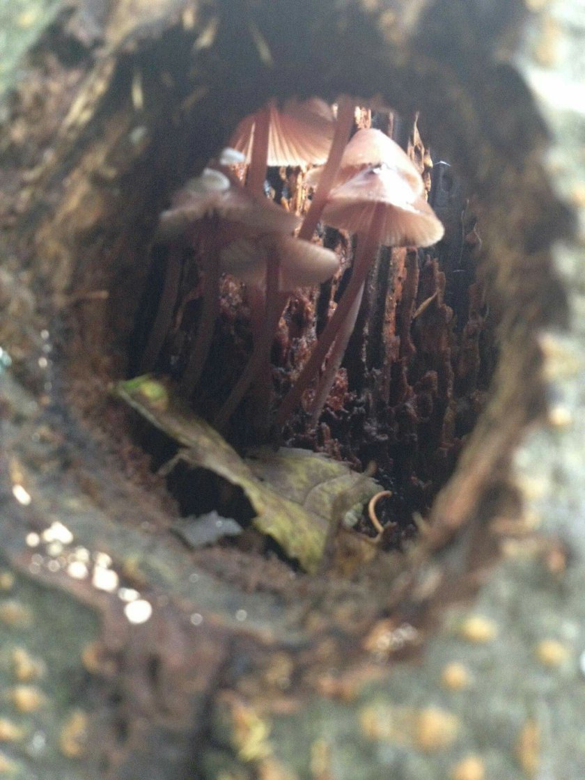 Pale pink toadstools growing within a hollow trees stump Frankendael orchards 